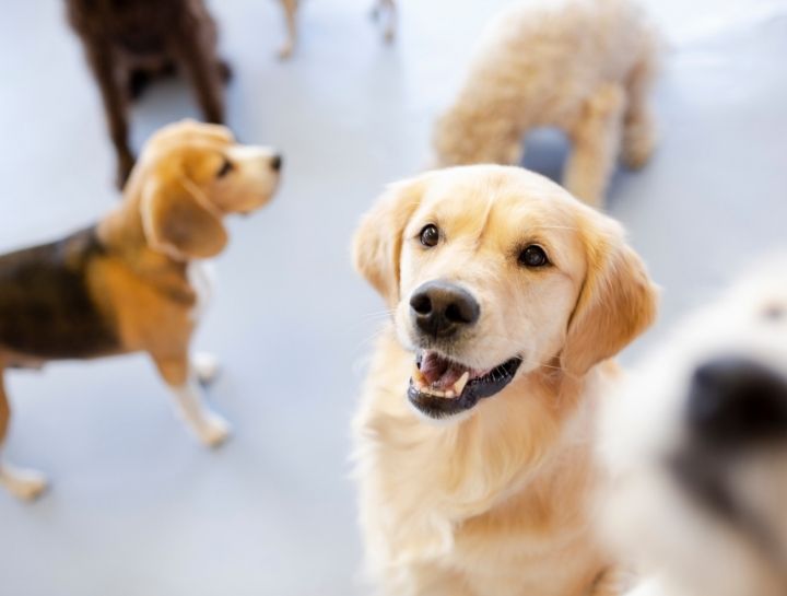 Dog Boarding Redondo Beach: Choosing the Best for Your Furry Friend