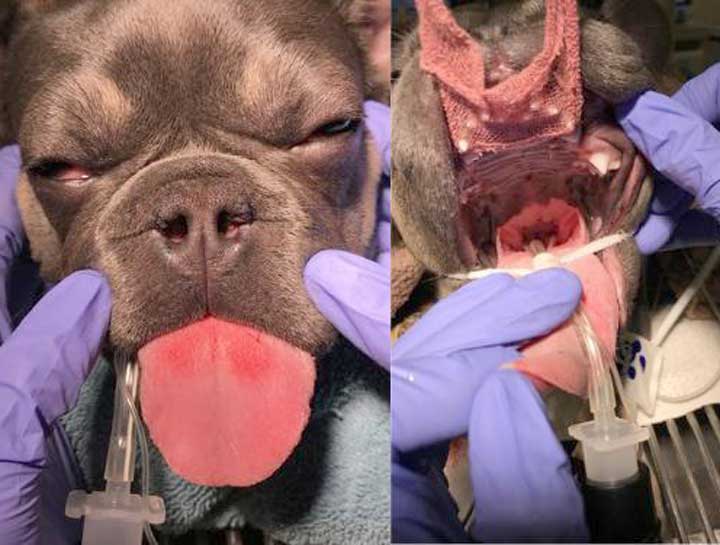 Airway Corrective Surgery for Bulldogs