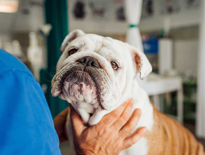 Bulldog Mortality & Brachycephalic Obstructive Airway Syndrome