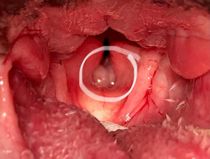 Everted Laryngeal Saccules Surgery for Brachycephalic & Bulldog Breeds