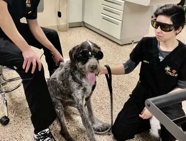 Laser Therapy for Pets