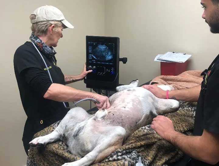 Pet Ultrasound